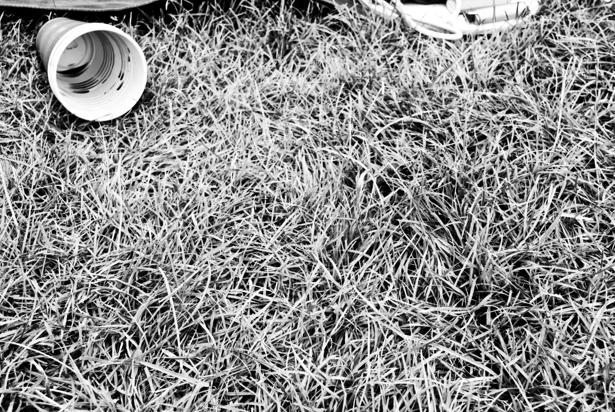dsc_0965 copy.jpg