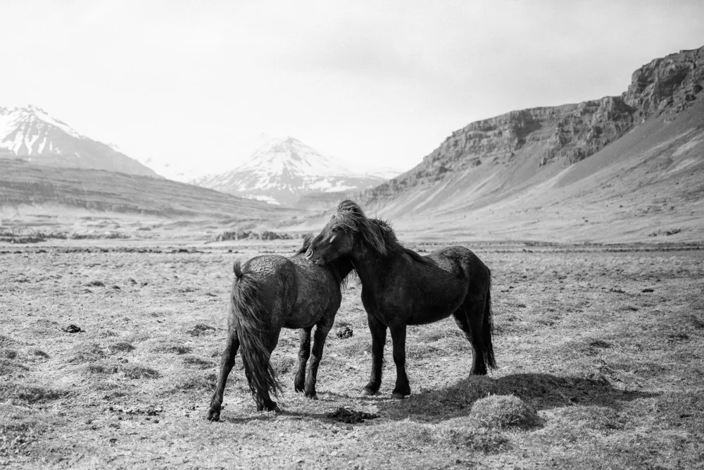 iceland_sandynoto-59.jpg