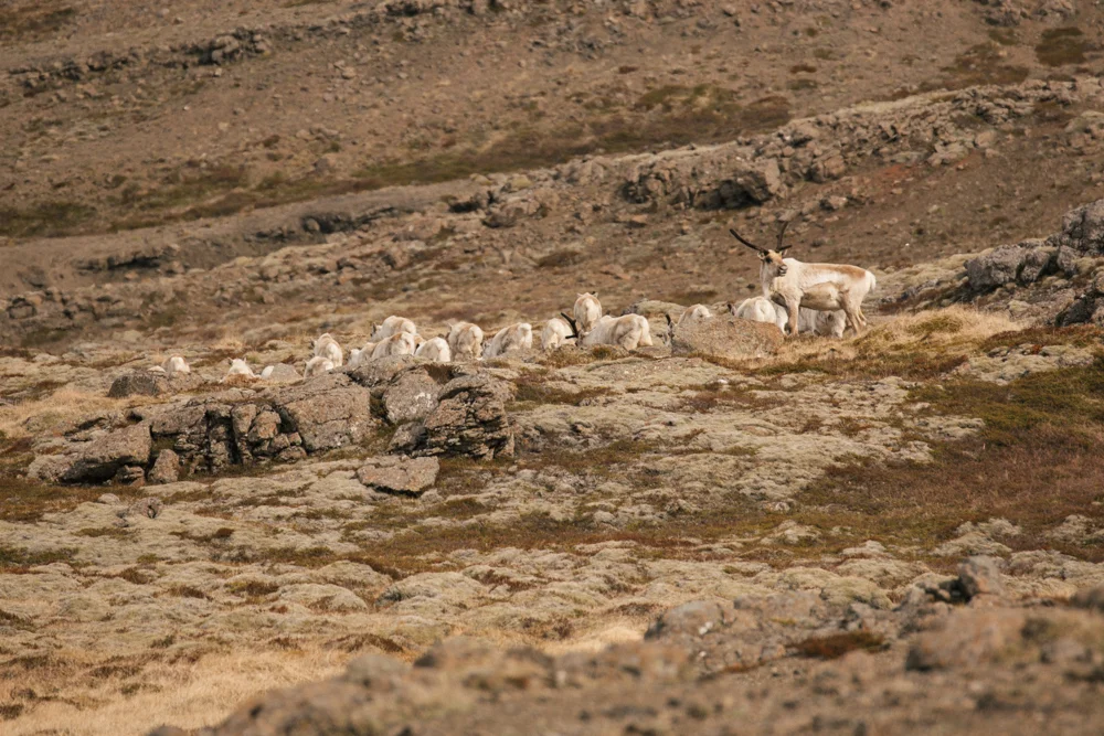 iceland_sandynoto-115.jpg