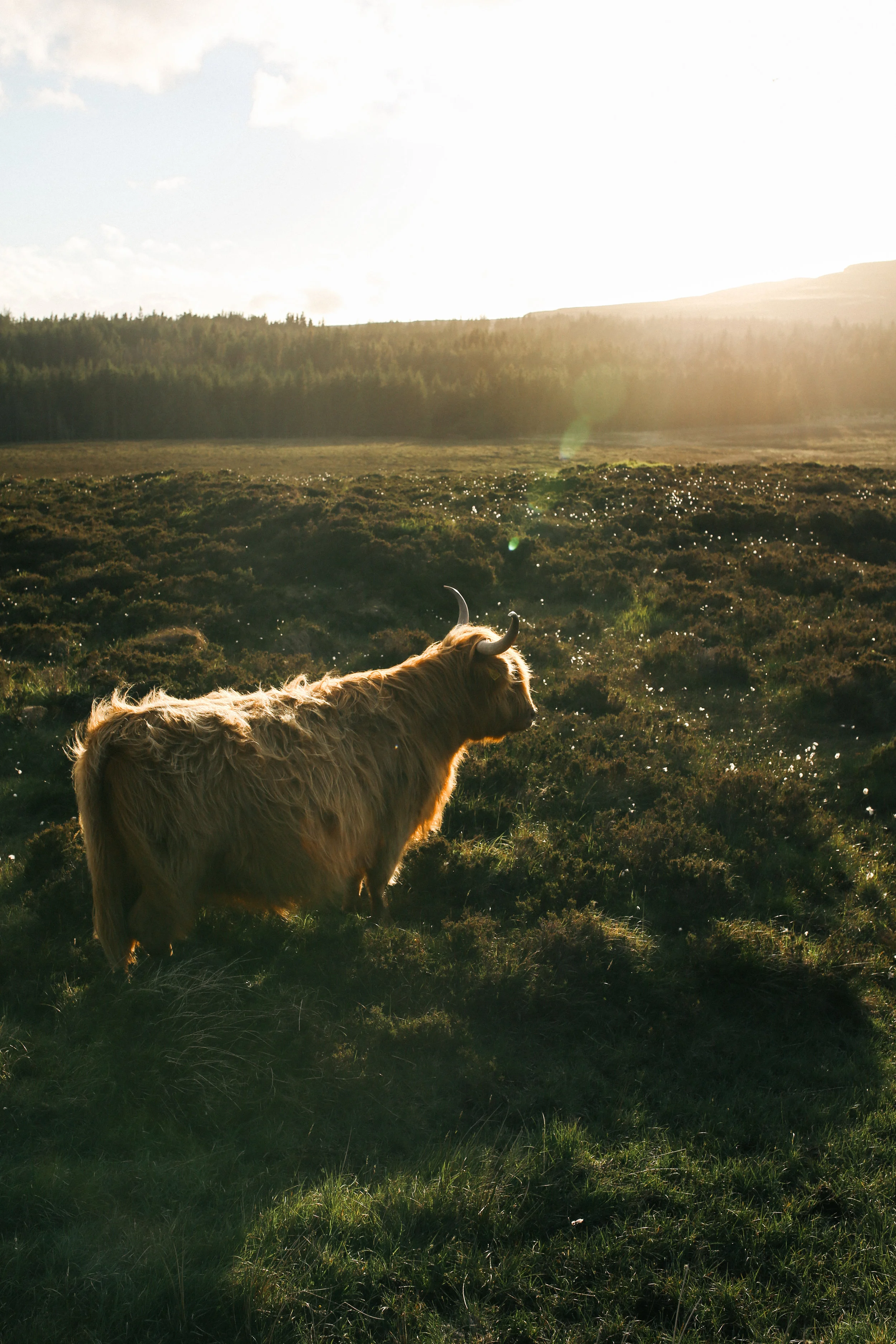 scotland_sandynoto-7.jpg