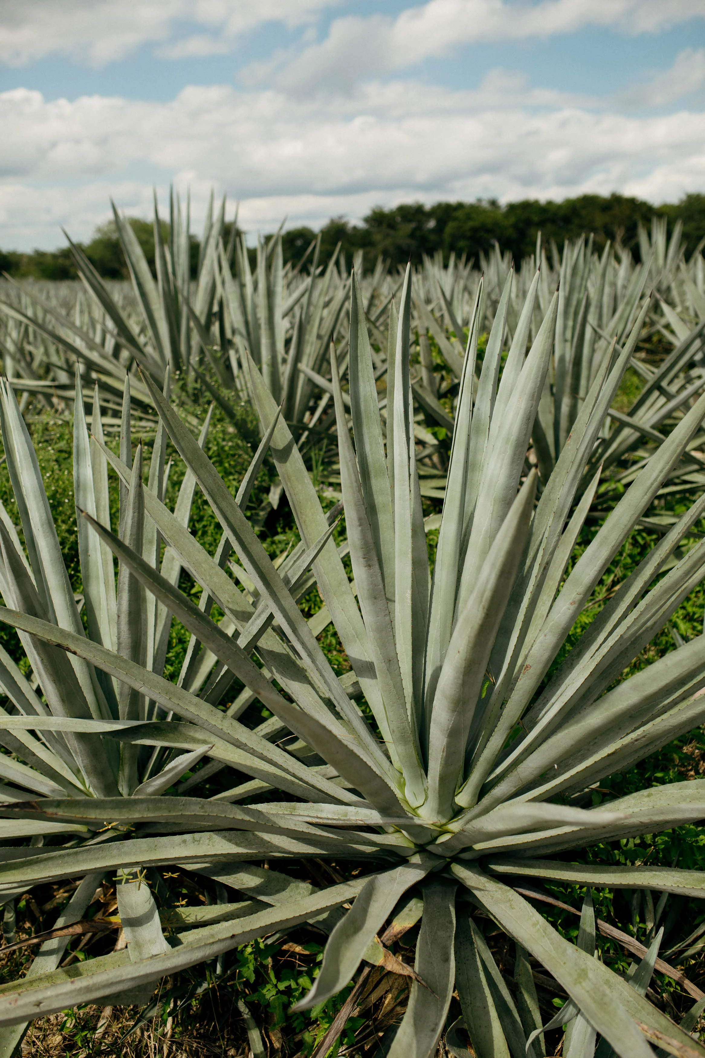 Travel Photography: agave fields in Mexico