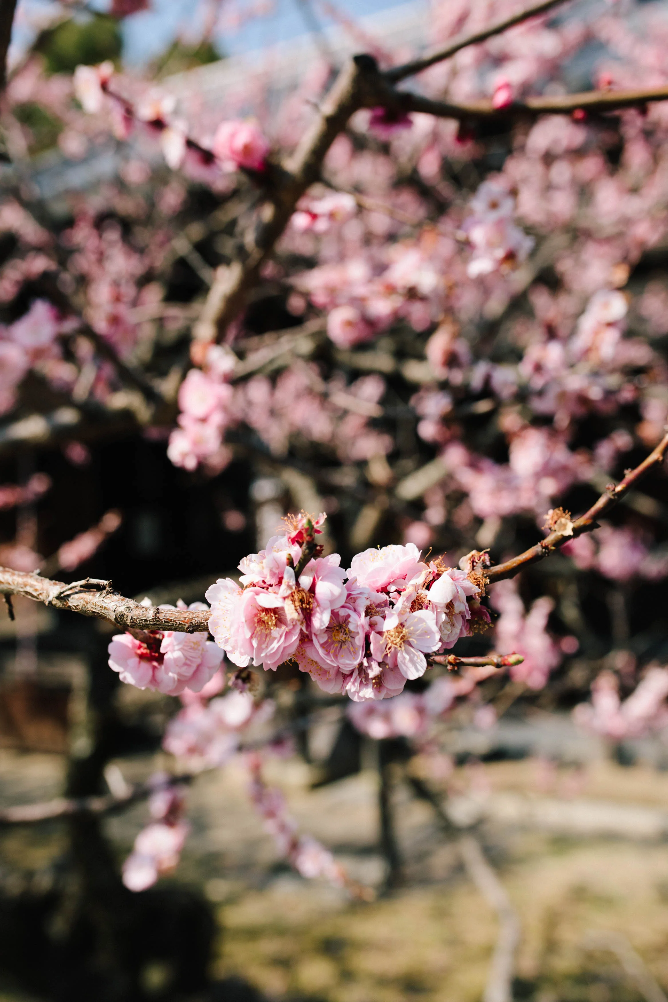 Cherry blossoms in Kyoto, Japan