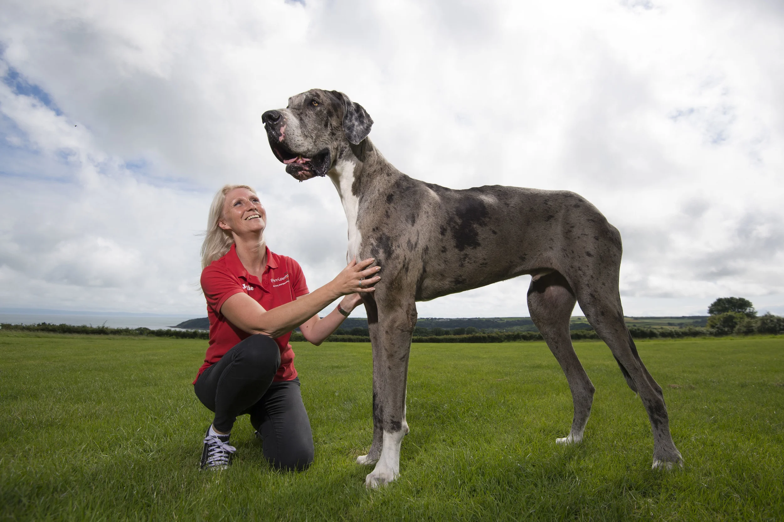 great_dane