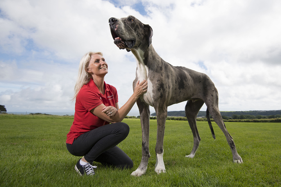 Giant Great Dane