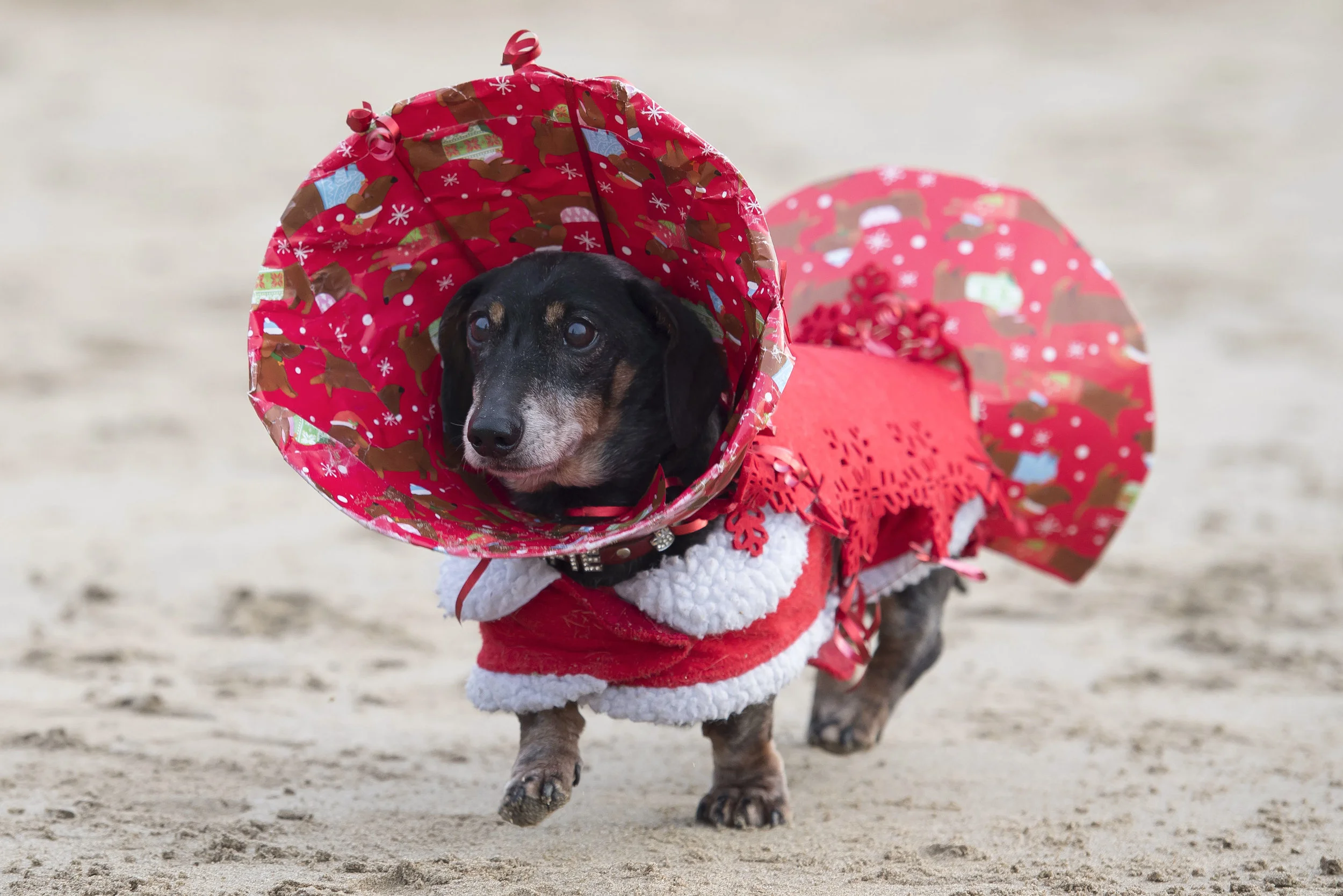 sausage_dogs