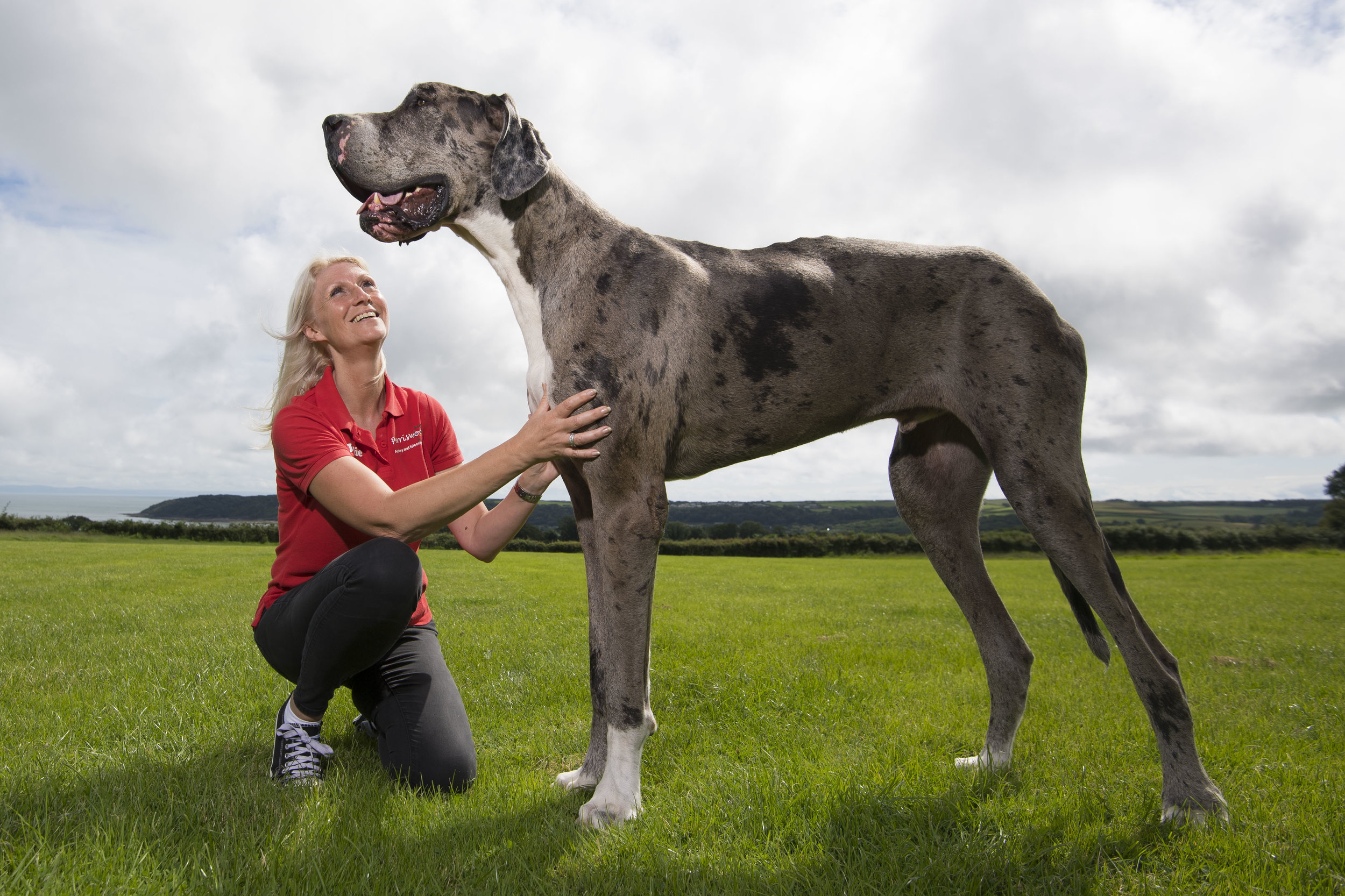  Julie and Brian Williams, owners of Perriswood archery centre in Penmaen, Gower, with their Great Dane Major who is in the running to be named the tallest dog in the world by the Guinness Book of Records.

PIC Matthew Horwood
© WALES NEWS SERVICE 