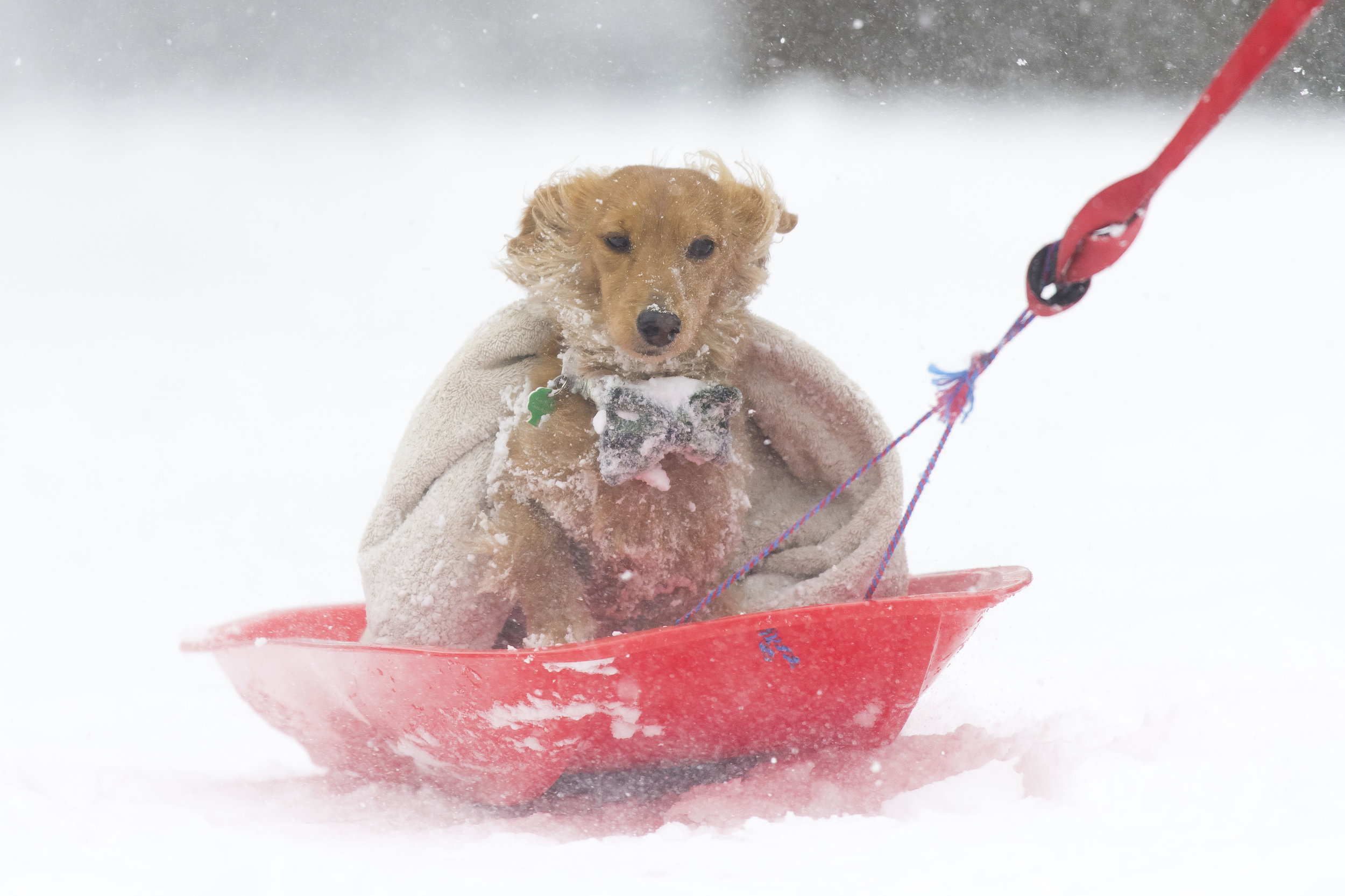  EDINBURGH, SCOTLAND - MARCH 1: Walton the dog gets a lift on a sledge on March 1, 2018 in the Abbeyhill area of Edinburgh, United Kingdom. People have been warned not to make unnecessary journeys as the Met office issues a red weather be aware warni