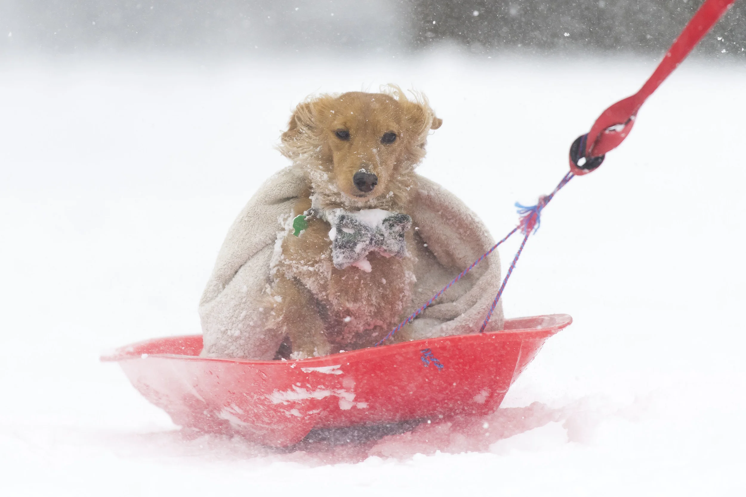 EDINBURGH, SCOTLAND - MARCH 1: Walton the dog gets a lift on a sledge on March 1, 2018 in the Abbeyhill area of Edinburgh, United Kingdom. People have been warned not to make unnecessary journeys as the Met office issues a red weather be aware warning for parts of Wales and South West England following the one currently in place in Scotland. (Photo by Matthew Horwood/Getty Images)