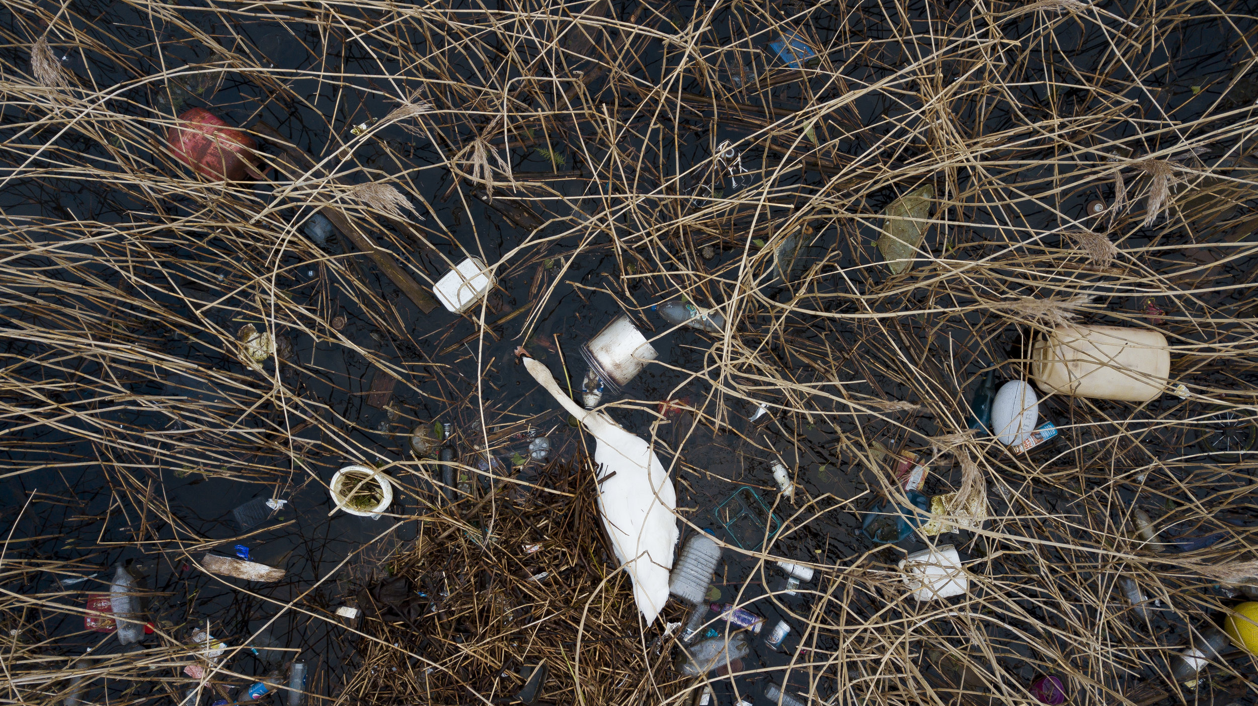  A swan surrounded by litter in the River Taff in Cardiff, Wales. 