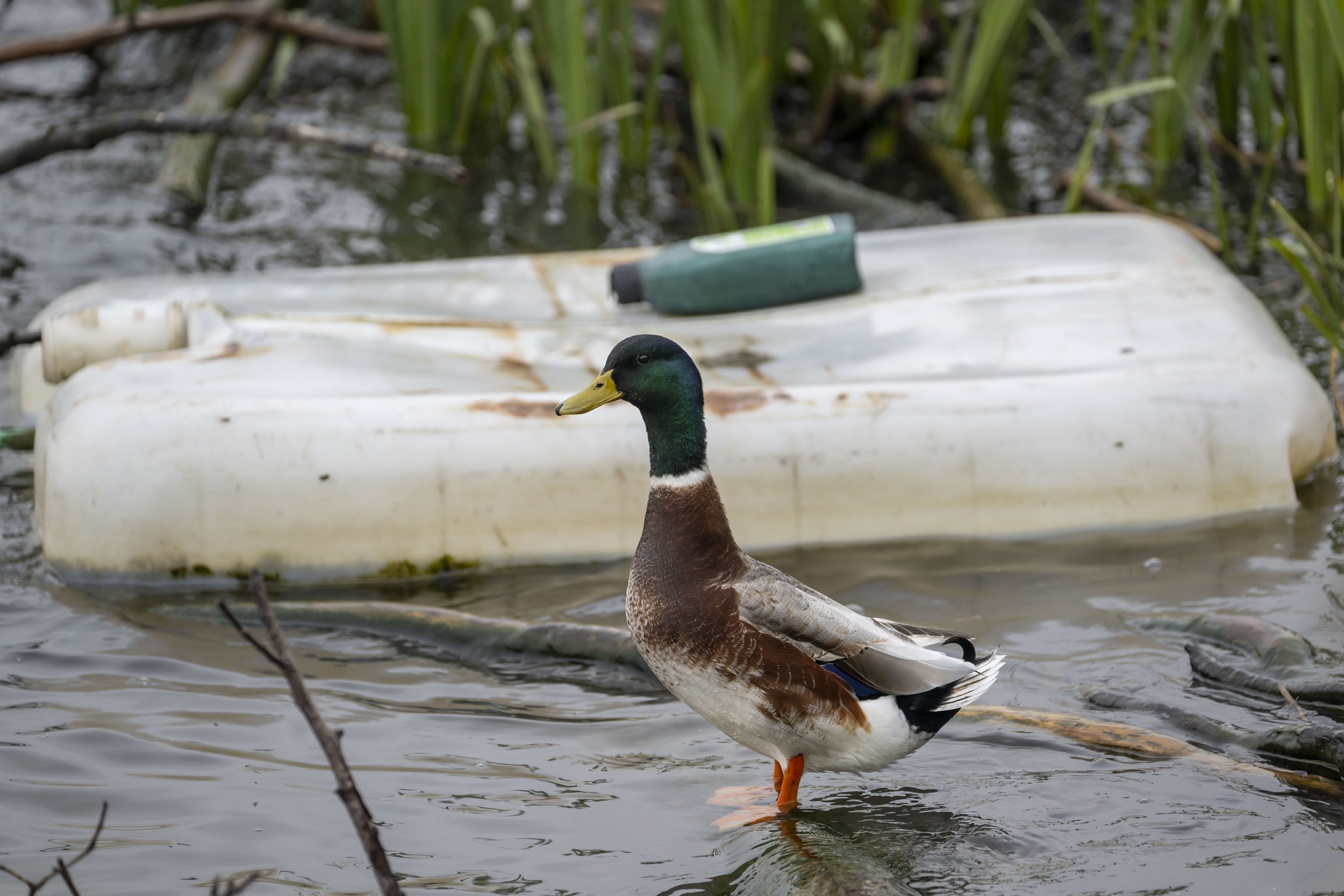 river taff pollution