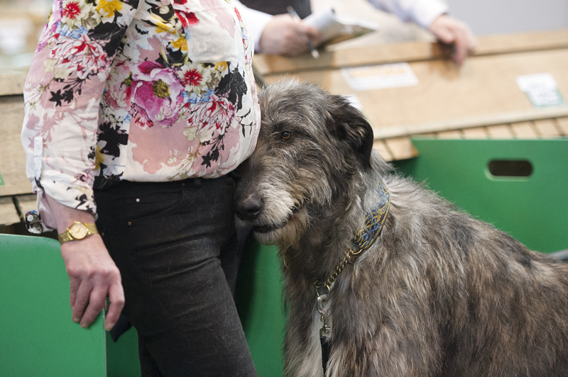 Crufts 2015 - Day 3