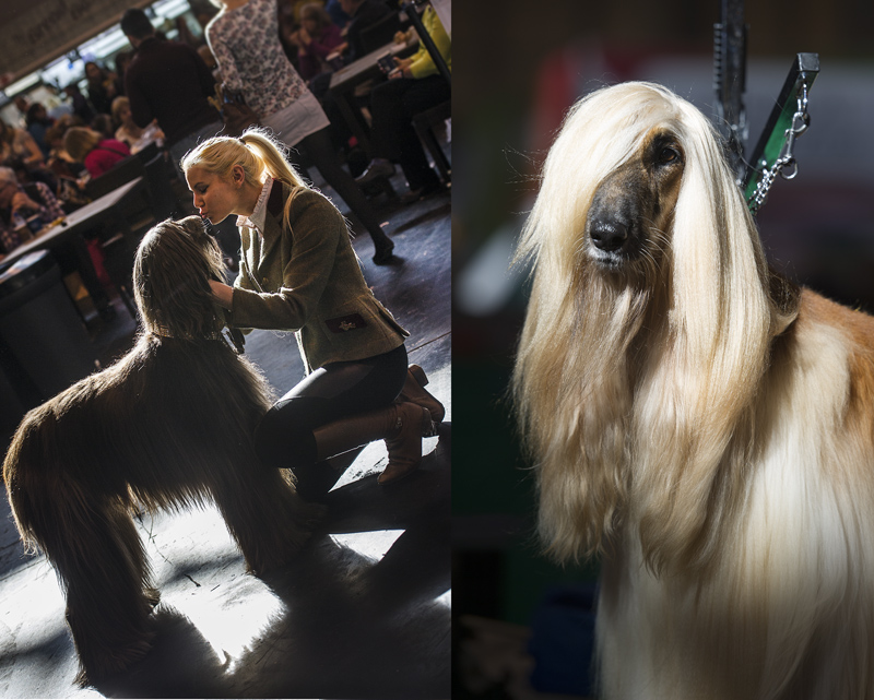 Crufts 2015 - Day 3