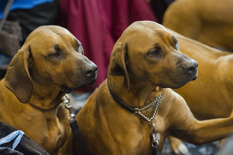Crufts 2015 - Day 3