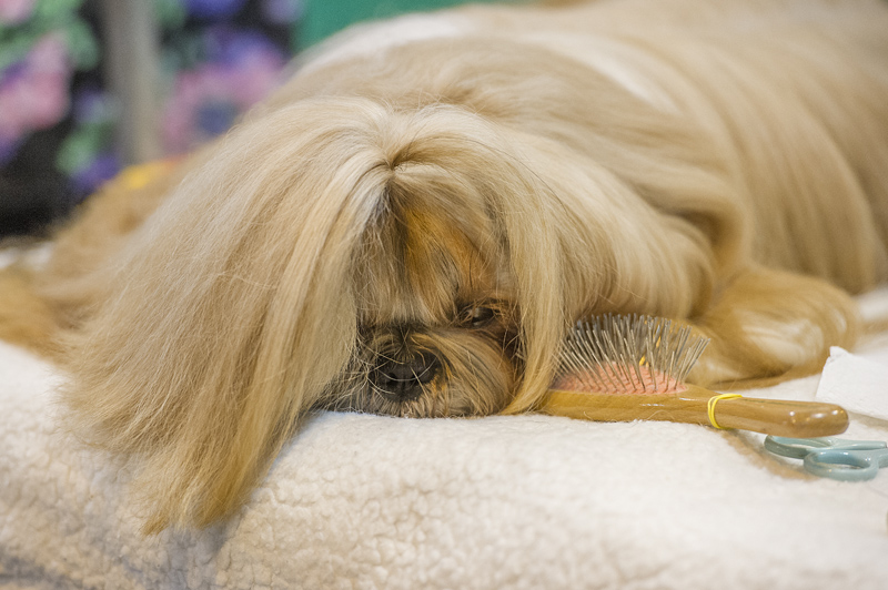 Crufts 2015 - Day 4