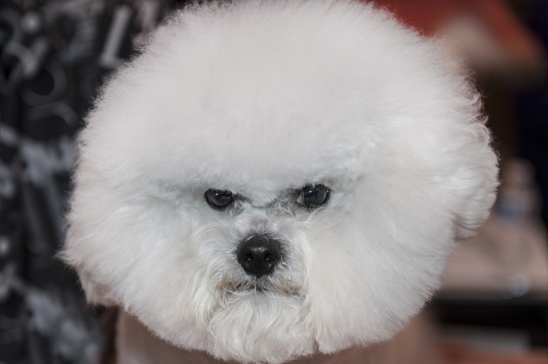 Crufts 2015 - Day 4
