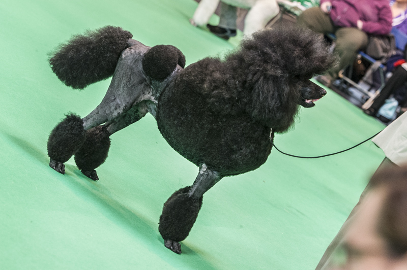 Crufts 2015 - Day 4