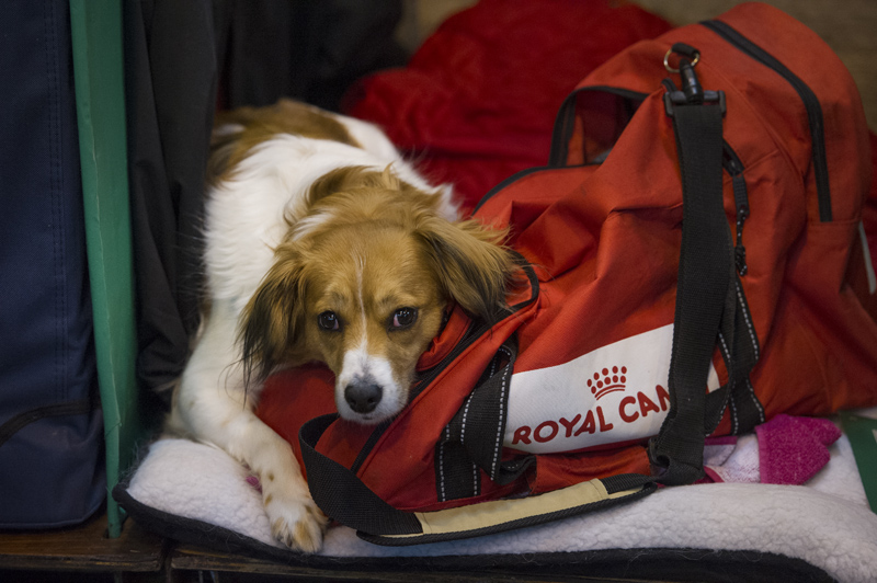 Crufts 2015 - Day 4