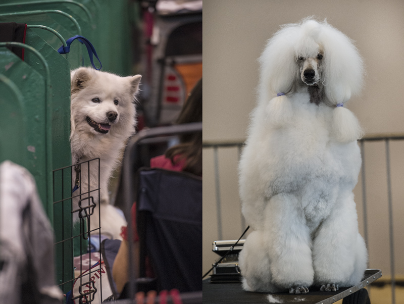 Crufts 2015 - Day 4