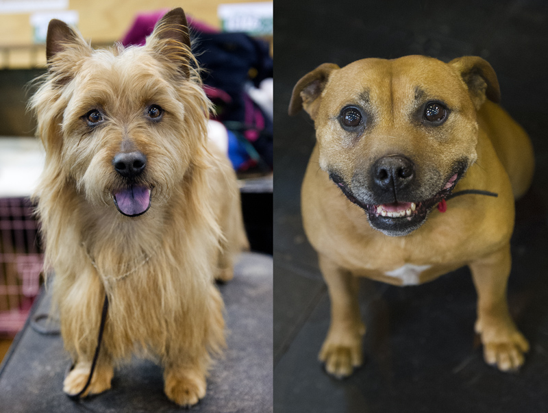 Crufts 2015 - Day 3