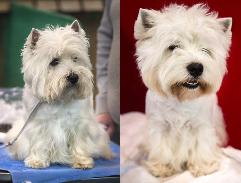 Crufts 2015 - Day 3
