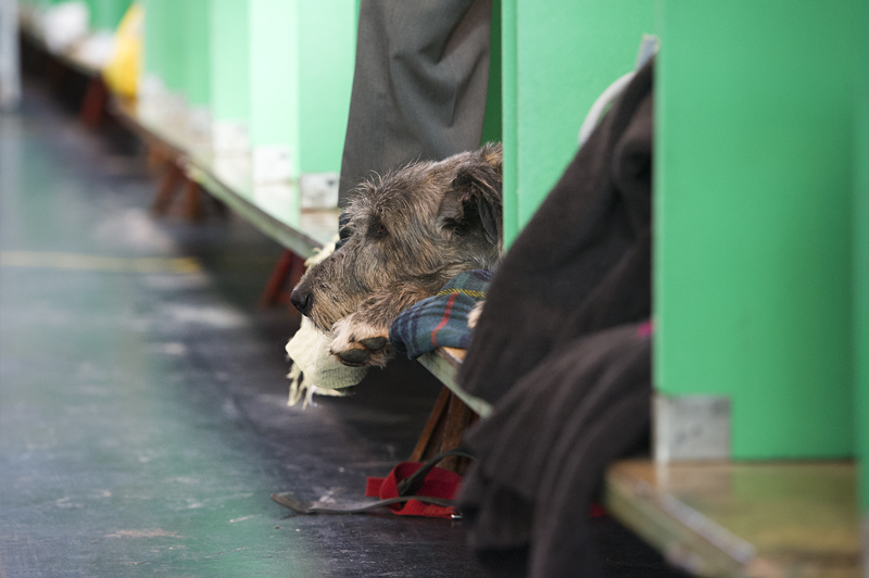 Crufts 2015 - Day 3