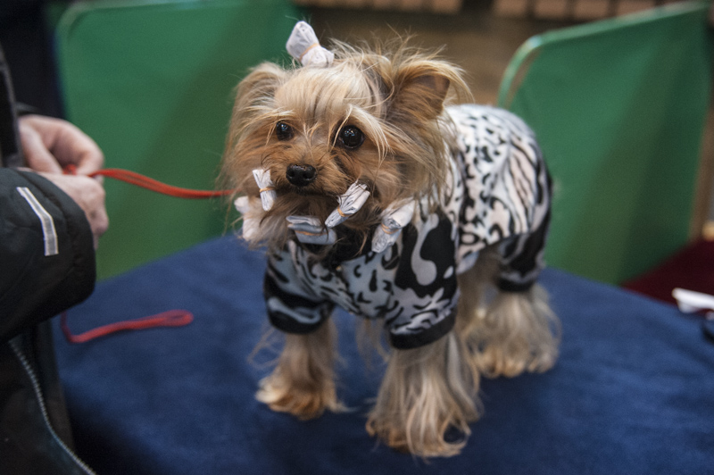 Crufts 2015 - Day 4
