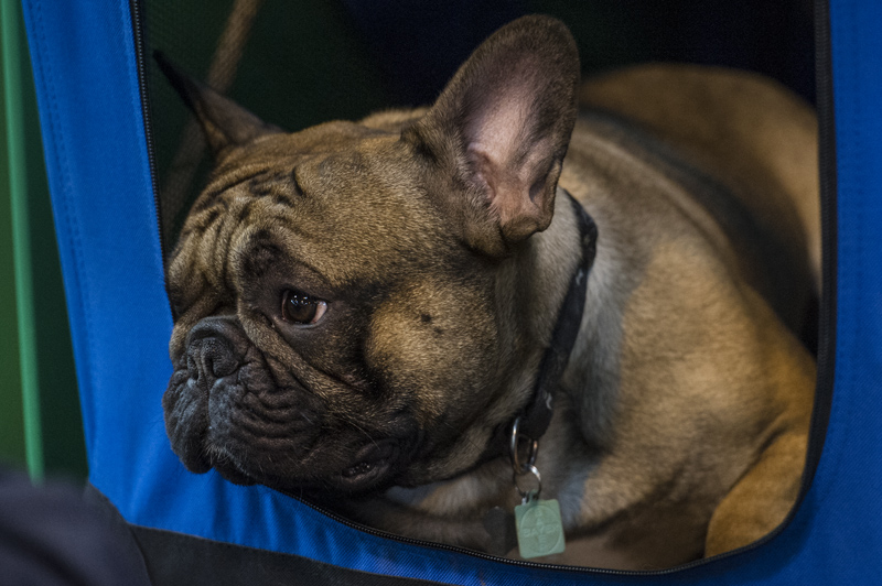 Crufts 2015 - Day 4