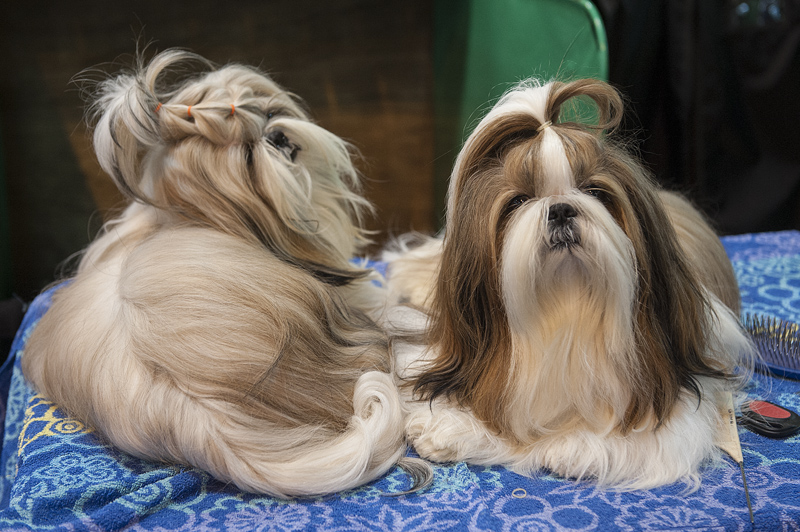 Crufts 2015 - Day 4