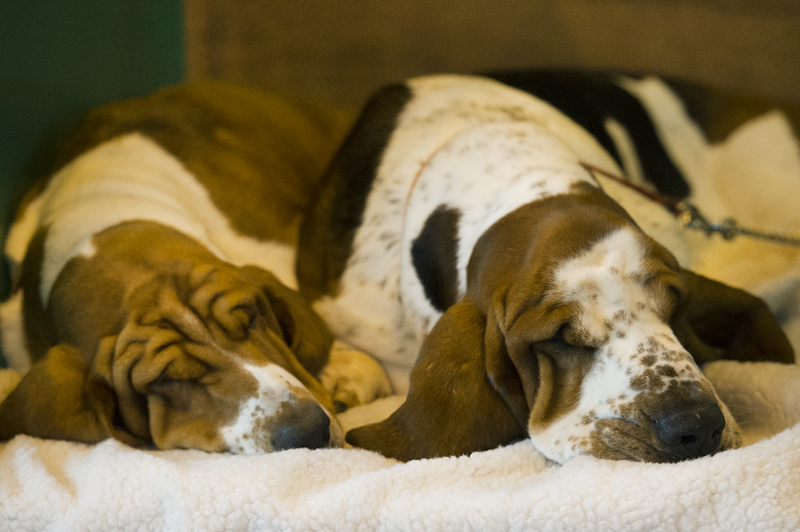 Crufts 2015 - Day 3