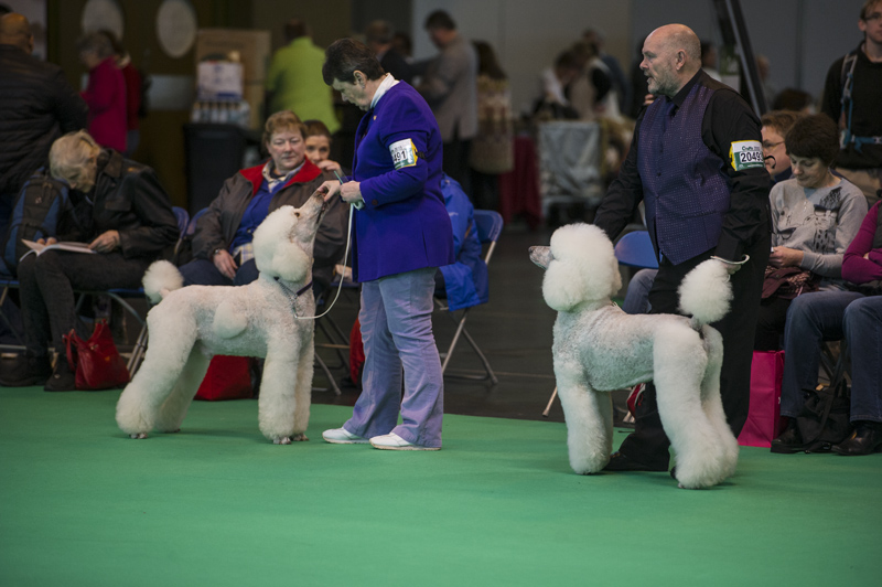 Crufts 2015 - Day 4