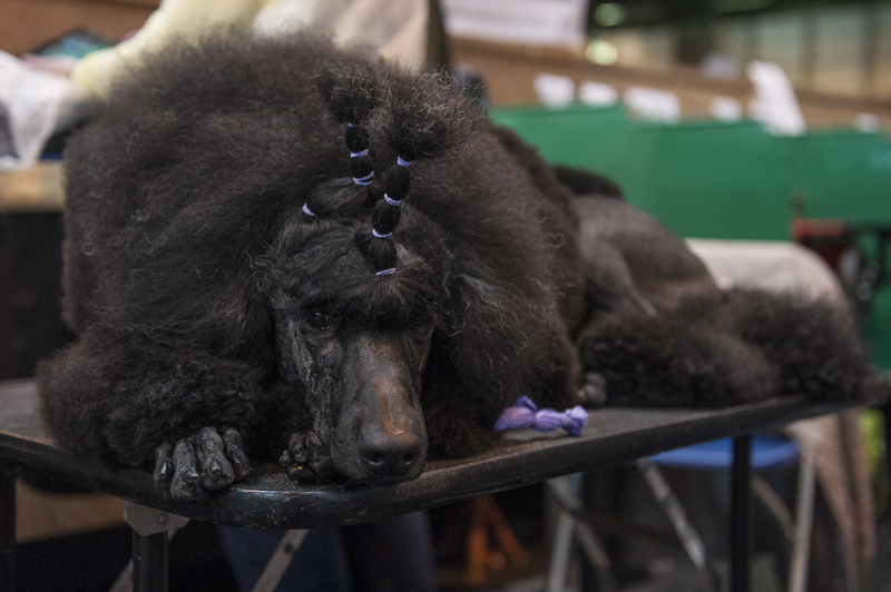 Crufts 2015 - Day 4