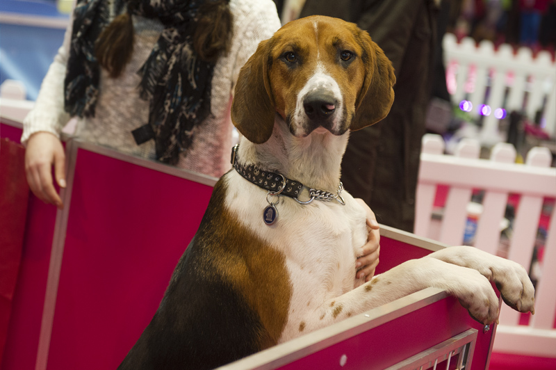 Crufts 2015 - Day 3
