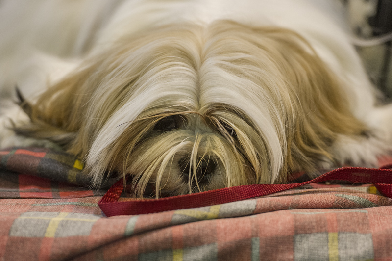 Crufts 2015 - Day 4