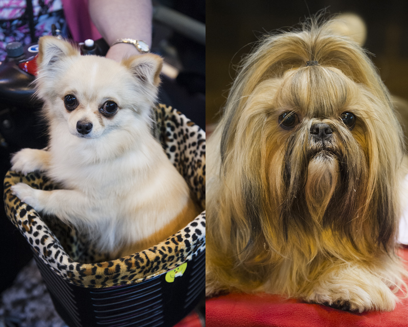 Crufts 2015 - Day 4