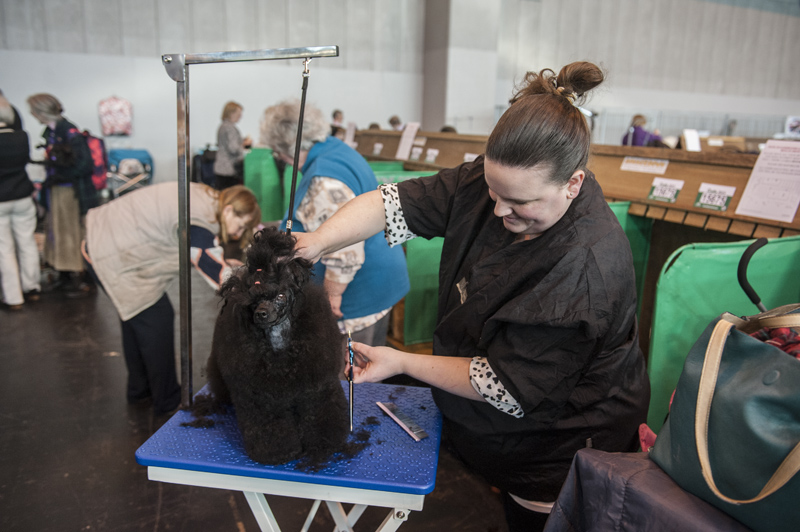 Crufts 2015 - Day 4