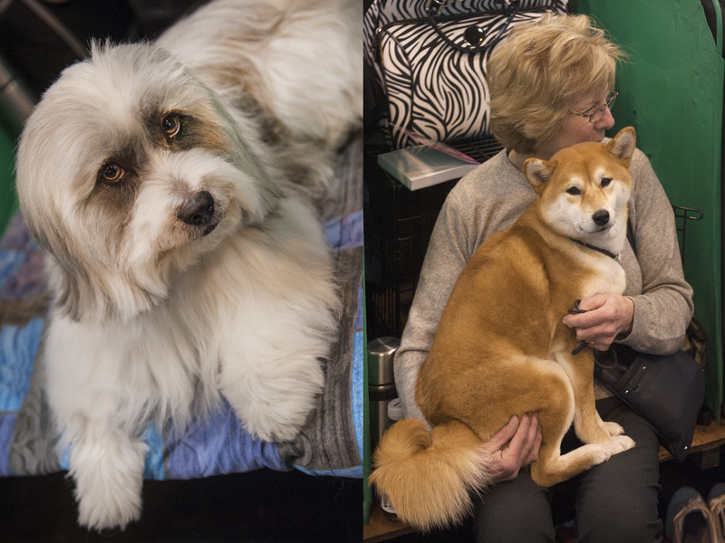 Crufts 2015 - Day 4