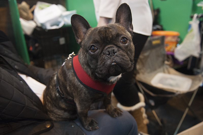 Crufts 2015 - Day 4