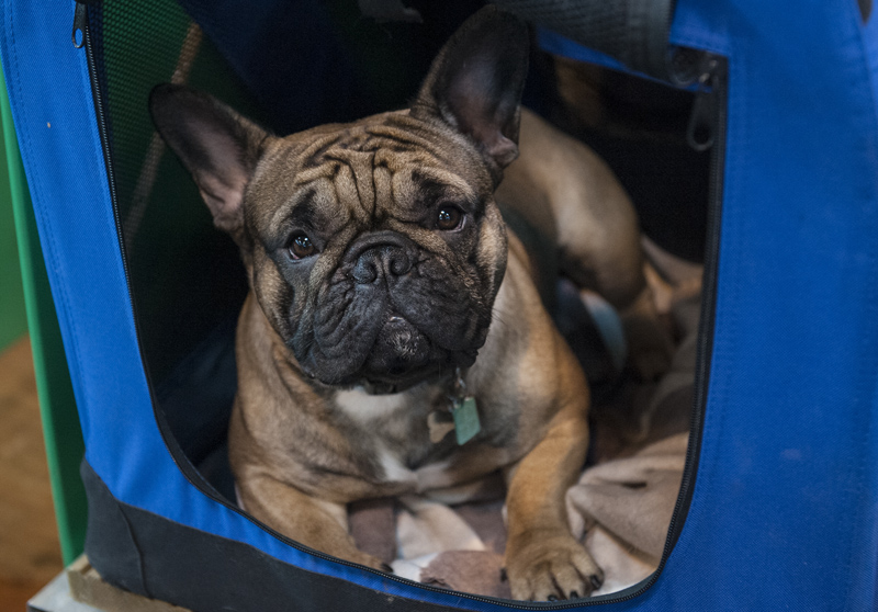 Crufts 2015 - Day 4