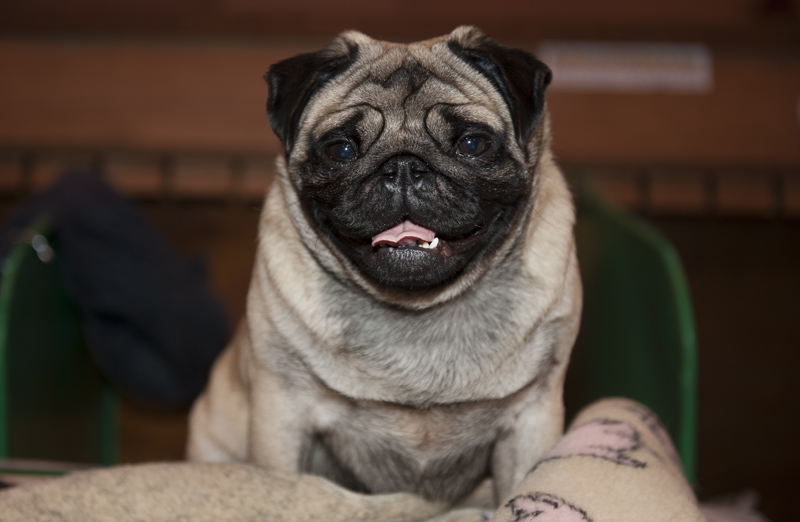 Crufts 2015 - Day 4