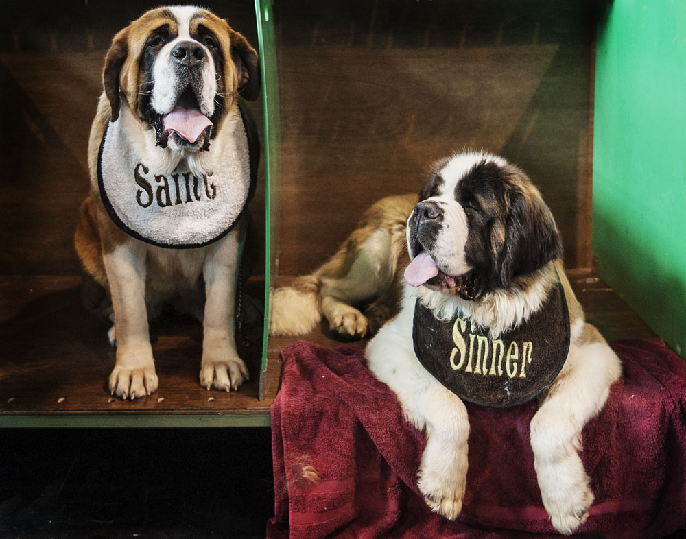 Crufts 2016 - Day 3
