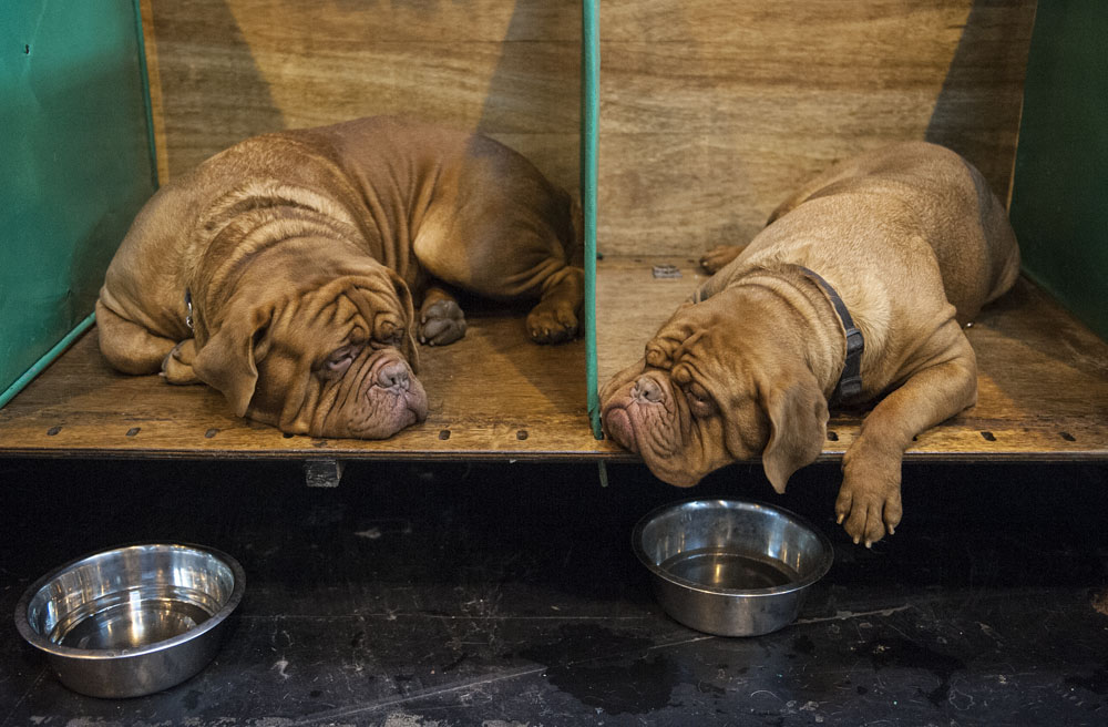 Crufts 2016 - Day 3