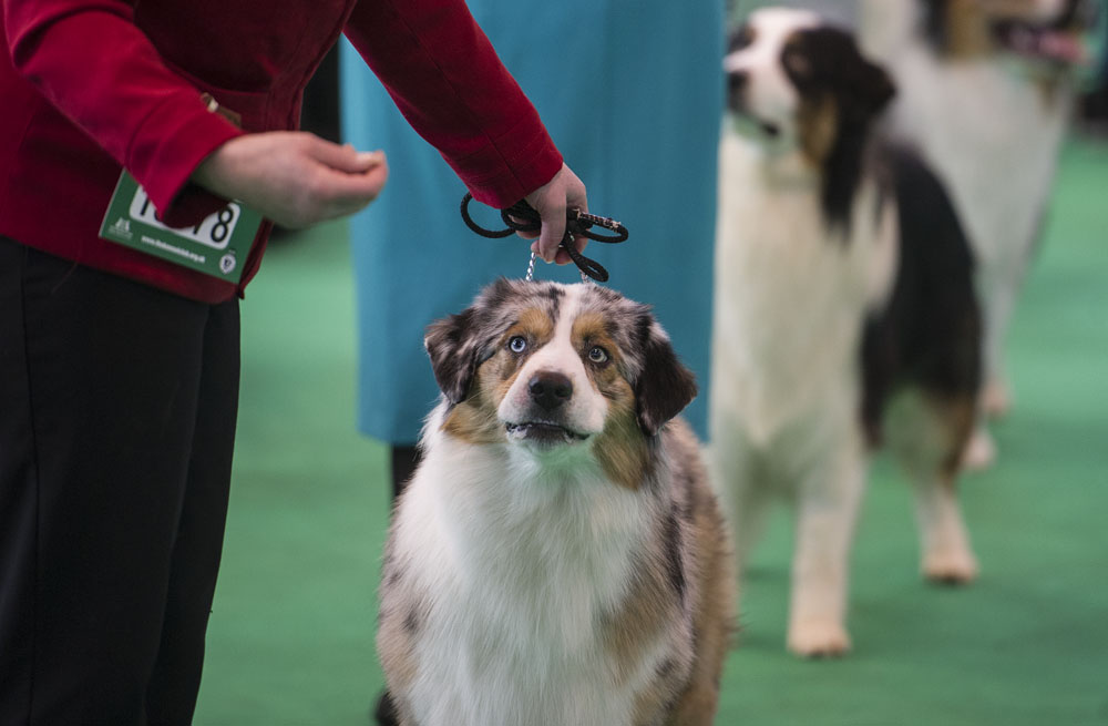 Crufts 2016 - Day 3