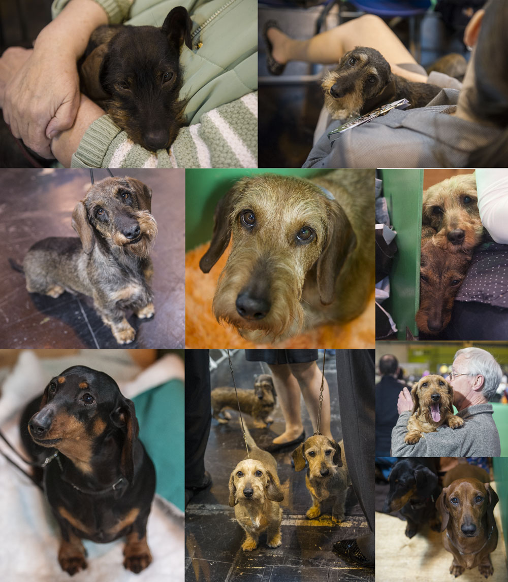 Crufts 2016 - Day 4
