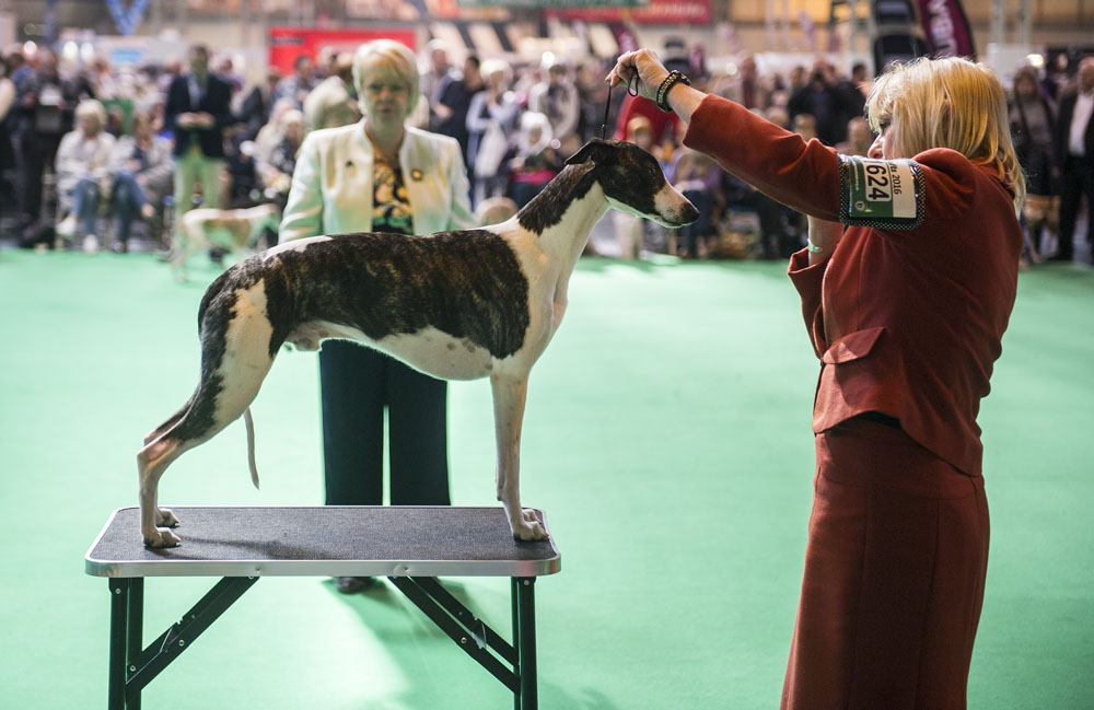 Crufts 2016 - Day 4