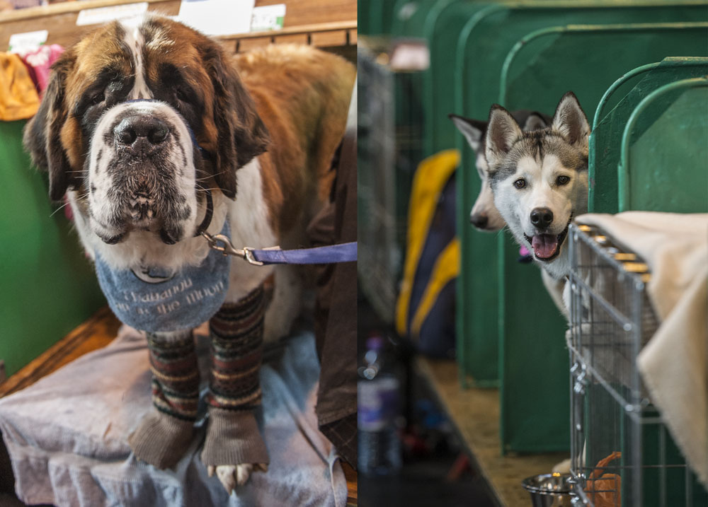 Crufts 2016 - Day 3