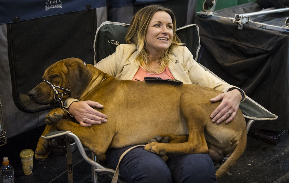Crufts 2016 - Day 4