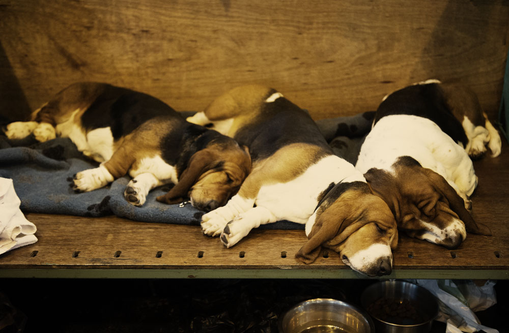 Crufts 2016 - Day 4