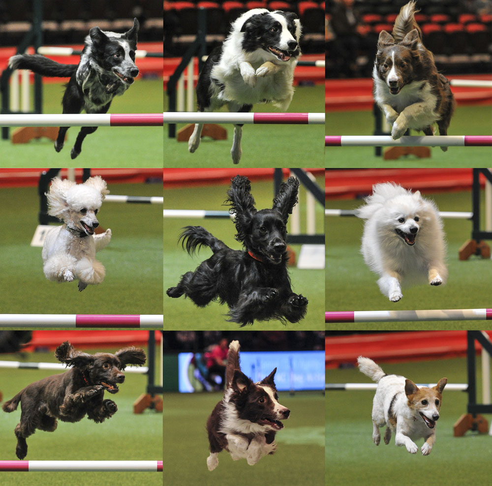 Crufts 2016 - Day 3