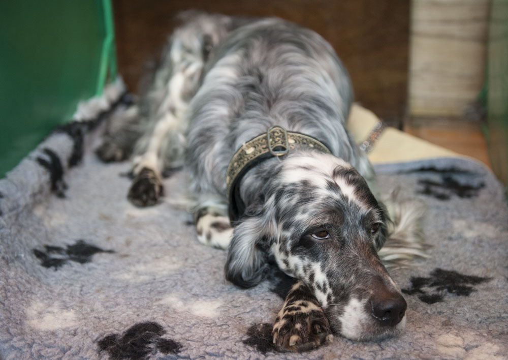 Crufts 2016 - Day 2