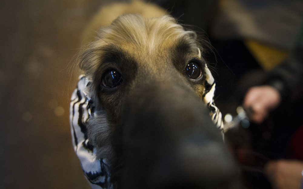 Crufts 2016 - Day 4